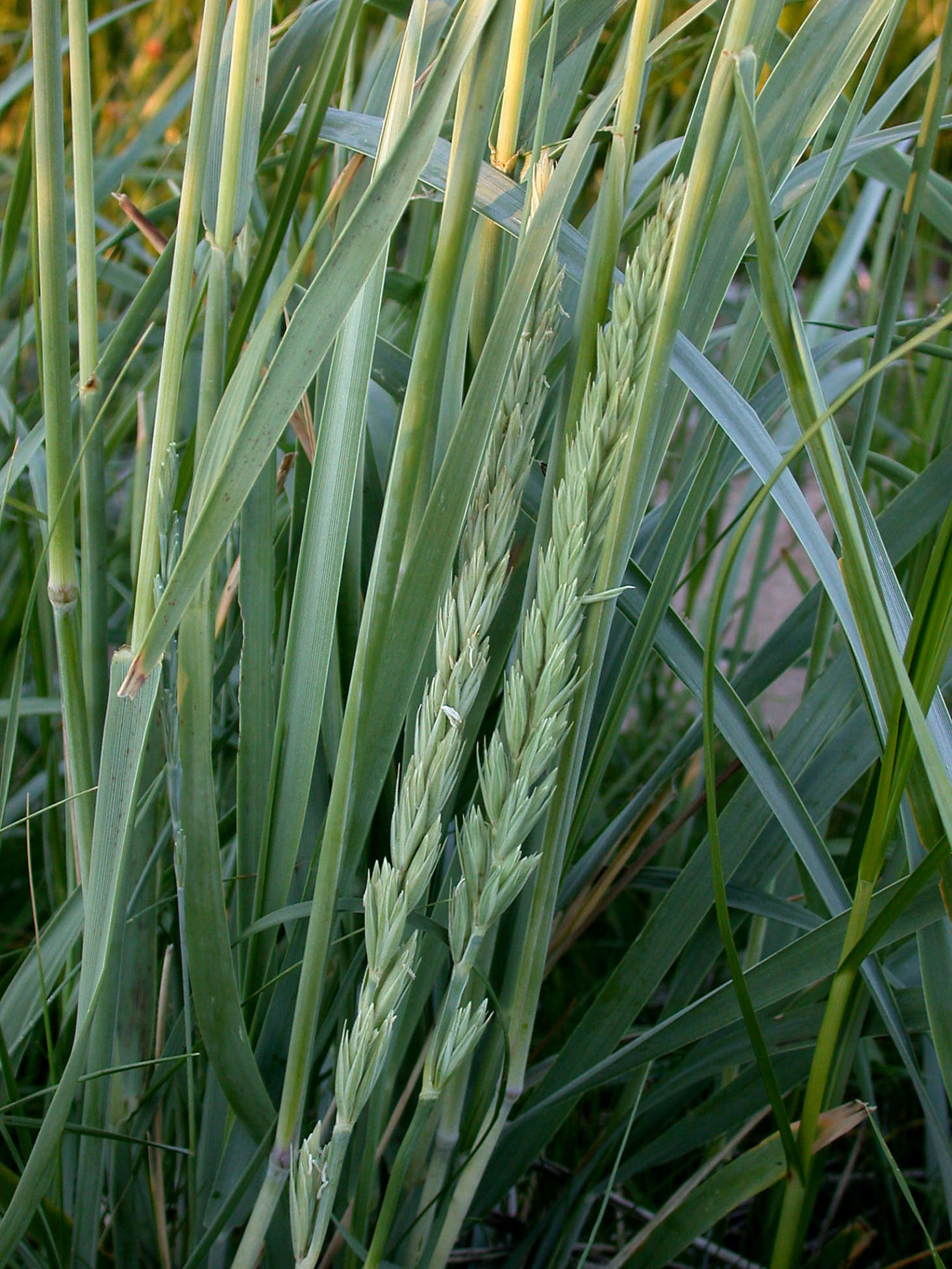 Lyme grass growing in Southport, England. Photograph by Len Worthington via Flickr.