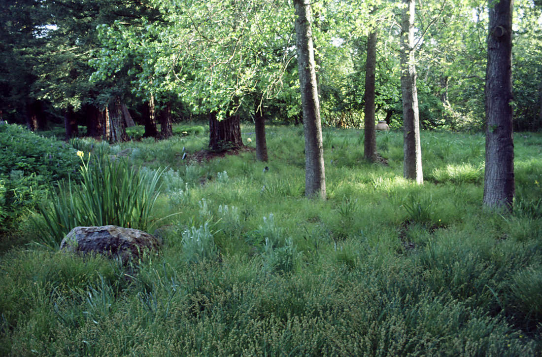 Sesleria autumnalis 