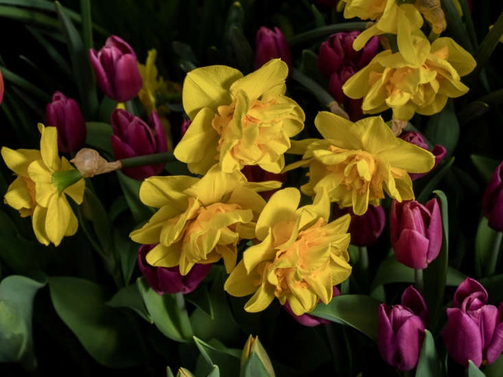 Narcissus &#8\2\16;Double Fashion&#8\2\17; mingles with purple tulips. Photograph by F. D. Richards via Flickr.