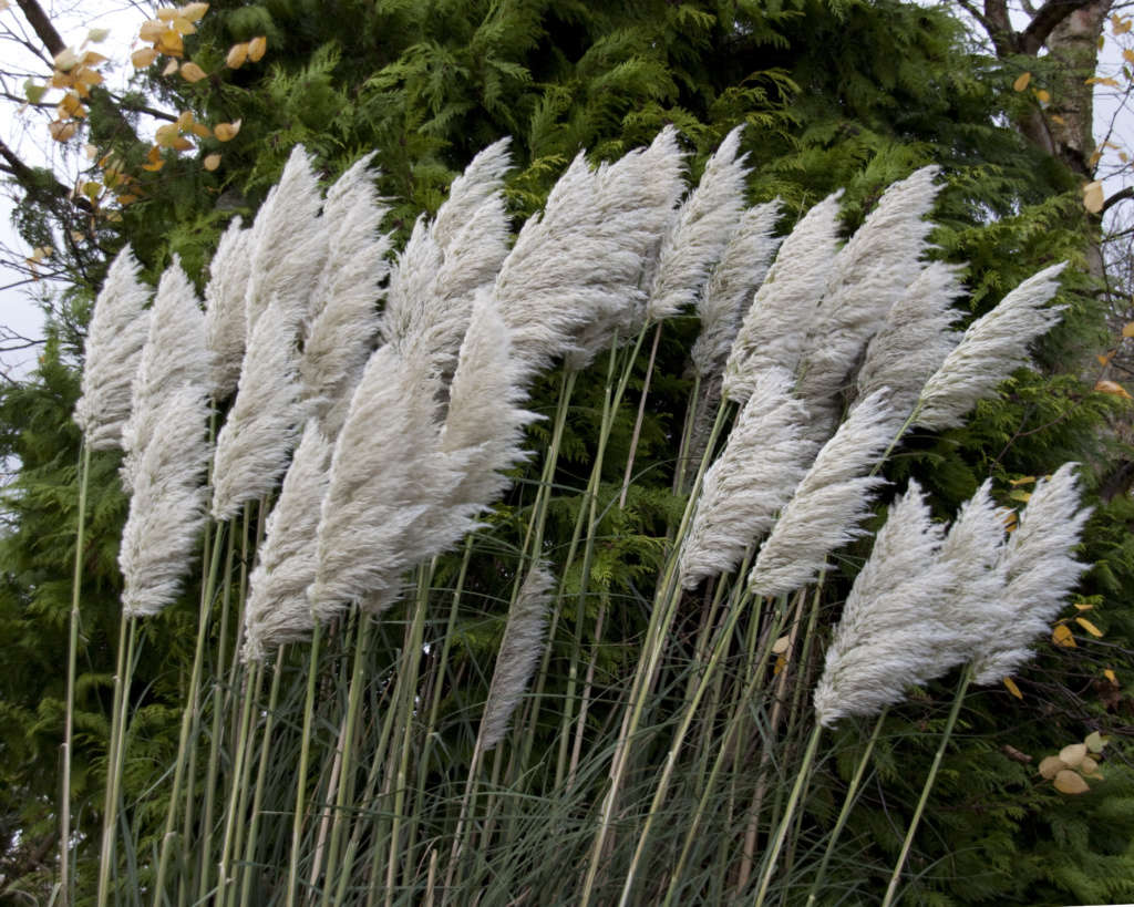 Gardening 101 Pampas Grass Gardenista