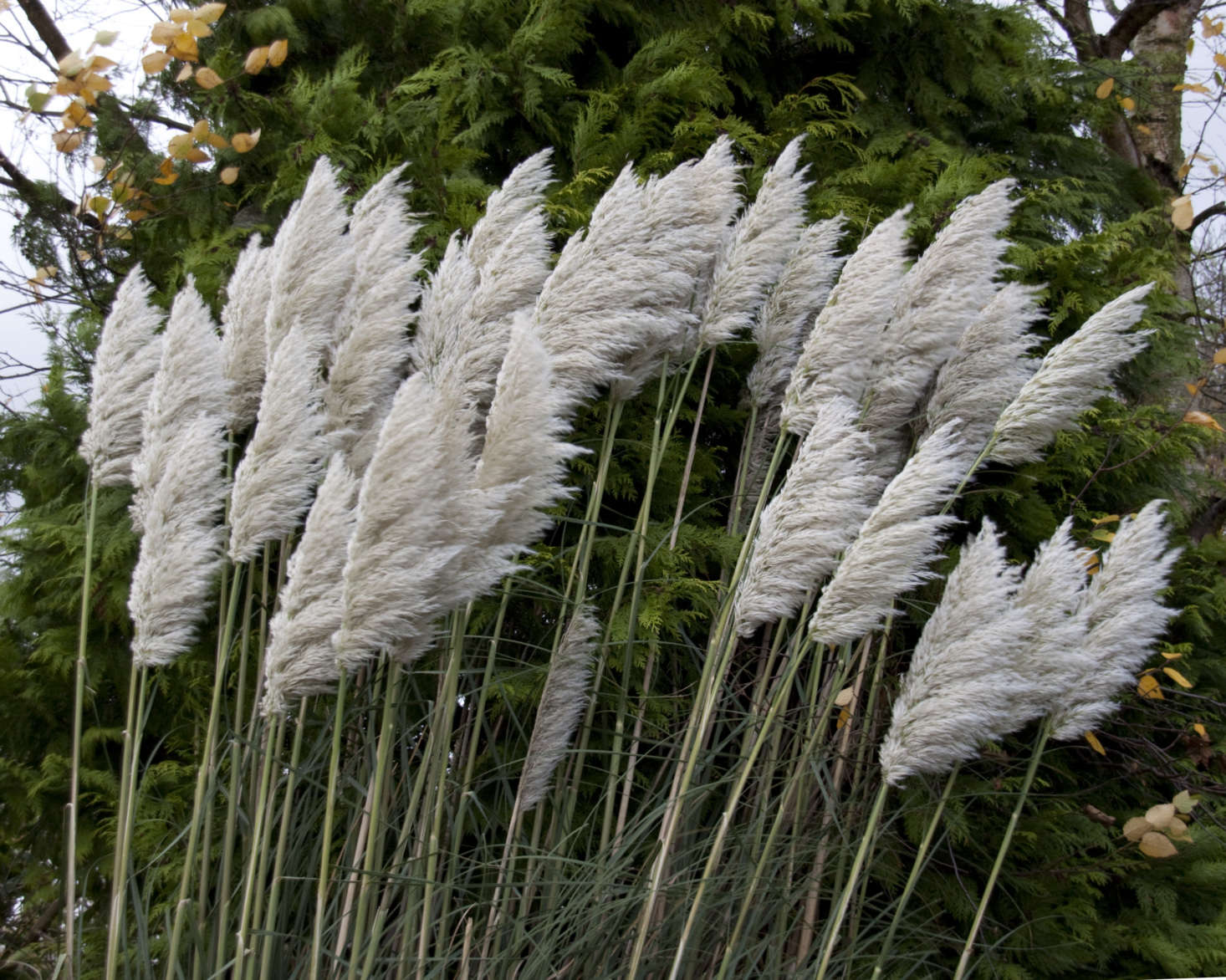 Pampas grass. Photograph by Tony Hisgett via Flickr.