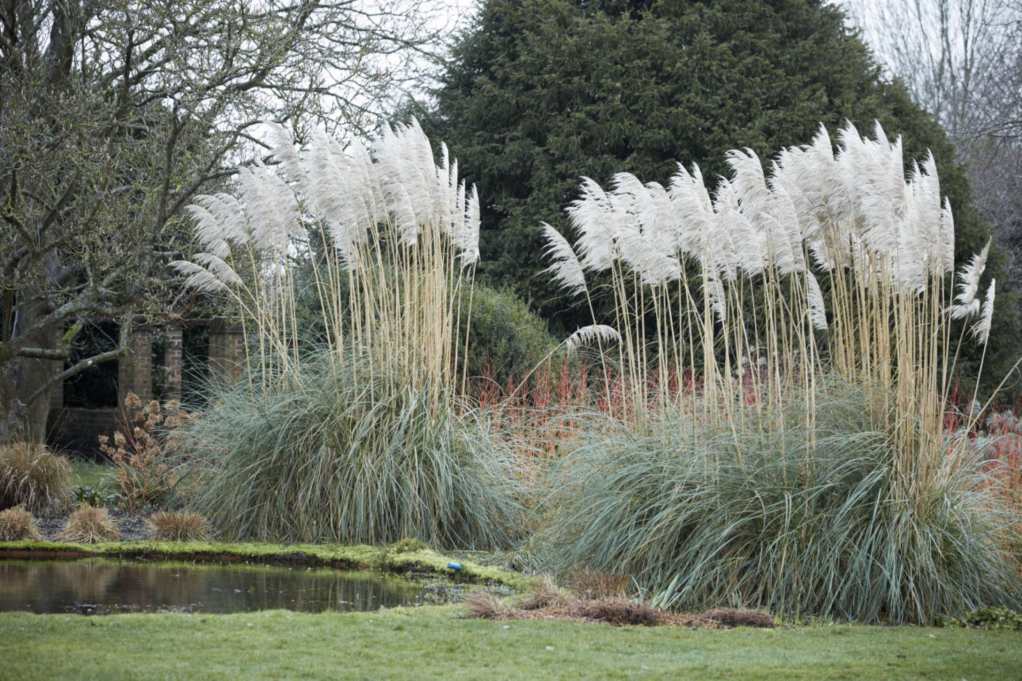 Pampas grass steals the show at water