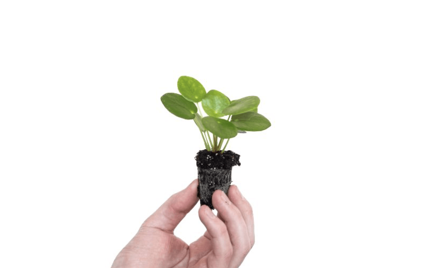 Irresistible Baby Houseplants That Will Change Your Life Gardenista