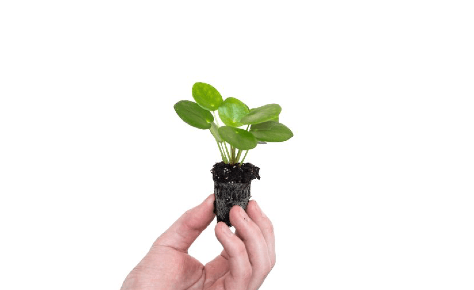 Irresistible Baby Houseplants That Will Change Your Life Gardenista