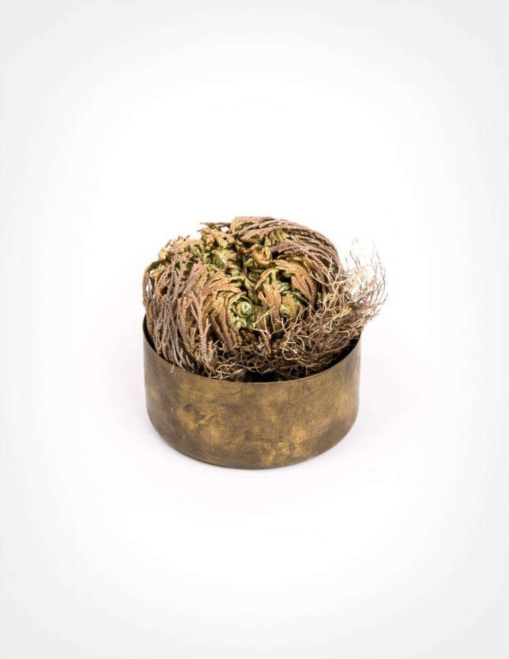 Despite looking dead and brittle from dehydration (here and in the top photo of the post), a Resurrection Plant  measuring from \2 to 3 inches across will revive itself with water and unfurl to a diameter of from 4 to 6 inches (brass bowl sold separately); \$\14 apiece at Pistils Nursery.