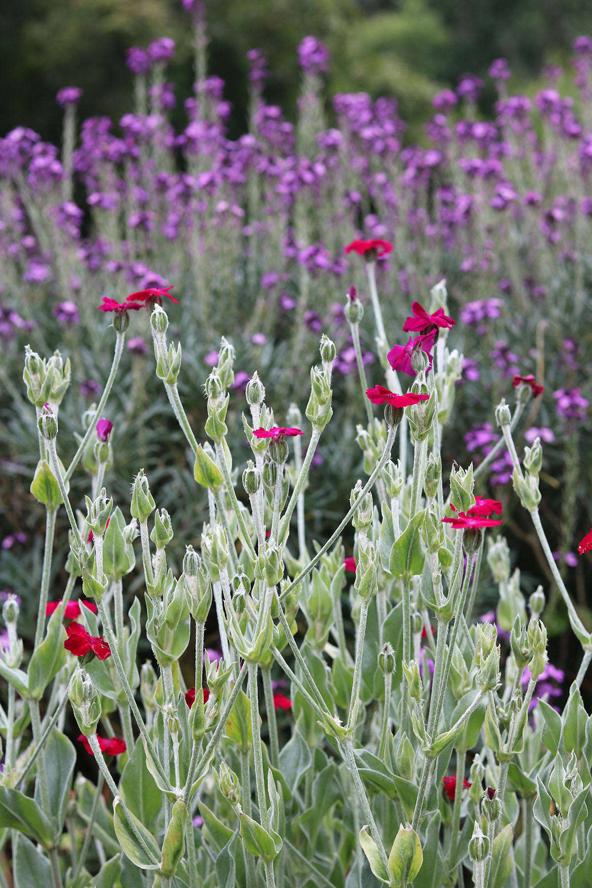 With its velvet leaves and fuchsia (or white) flowers, Lychnis coronaria, or rose campion, is a self-seeding filler for beds and garden path edges with shallow soil that tend to be on the dry side—the drier the soil, the more silvery the leaves. It is very important to deadhead the plant as soon as its blooms are spent, or it tends to be invasive.