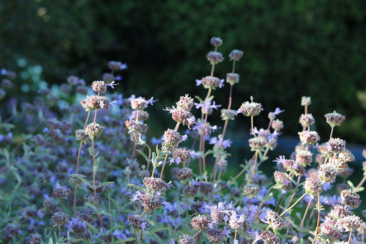 Another star of the gray-leafed galaxy is salvia. And there are so many salvias, worldwide. Salvia clevelandii, above, is a North American species originating in southern California.