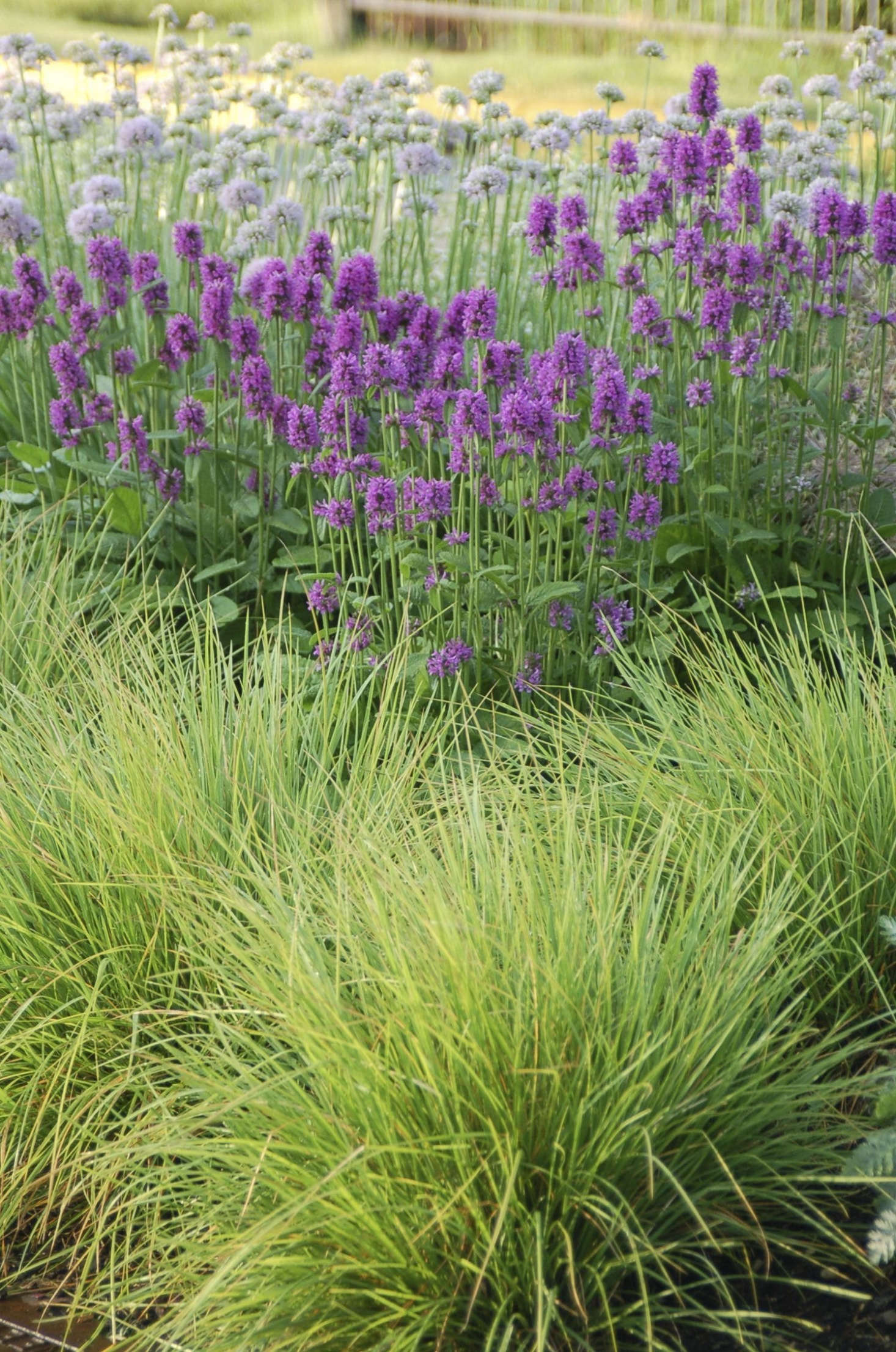 Sesleria, stachys, and alliums are staples of Oudolf