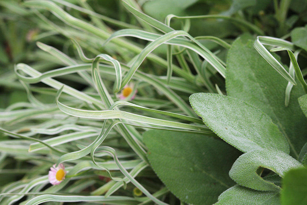 The silvery ribbons of society garlic, in this case Tulbaghia violacea 