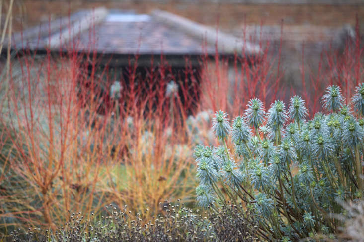 A row of glowing red Cornus sanginea &#8\2\16;Midwinter Fire&#8\2\17; brings out the best in Euphorbia characias subsp. wulfenii. Famously vivid in spring, the euphorbia holds on to its structure and excellent leaf color in winter.