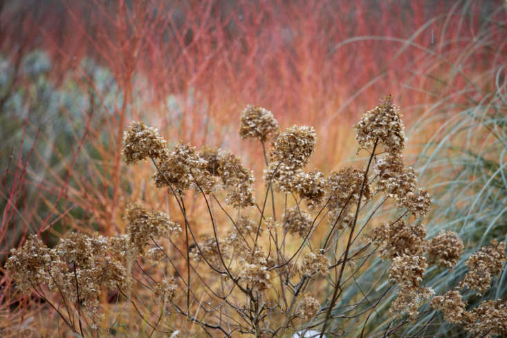 Hydrangea paniculata &#8\2\16;Limelight&#8\2\17; against Cornus sanguinea &#8\2\16;Midwinter Fire&#8\2\17;.