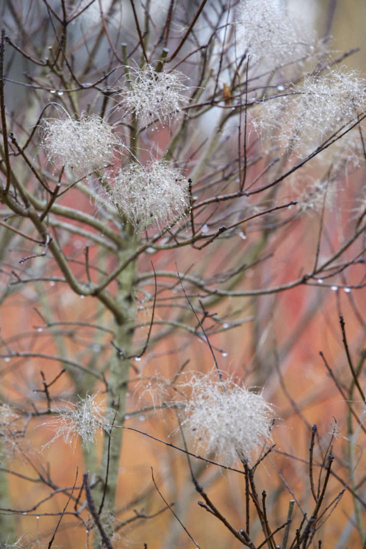 Smokebush seed heads glisten in the winter damp.