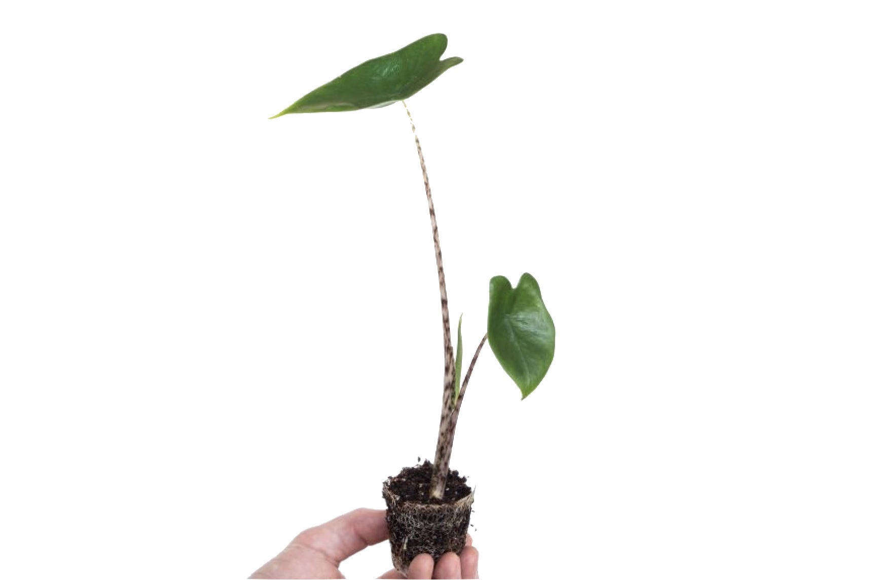 Irresistible Baby Houseplants That Will Change Your Life Gardenista