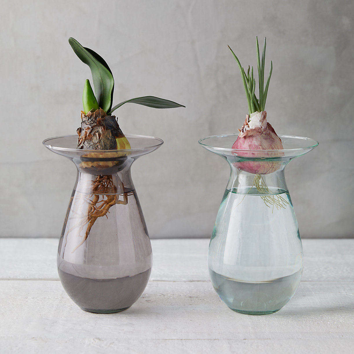 Irresistible Colored Glass Vases for Flowering Bulbs (for Under 20