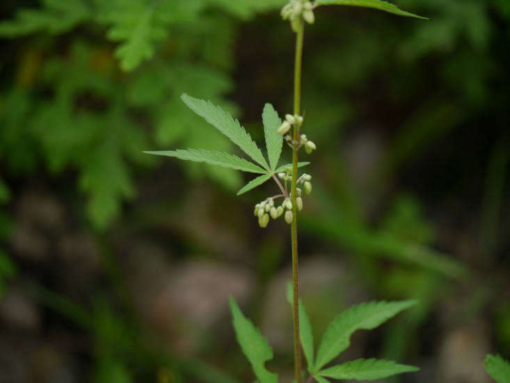 Cannabis sativa in India. Photograph by Dinesh Valke via Flickr.