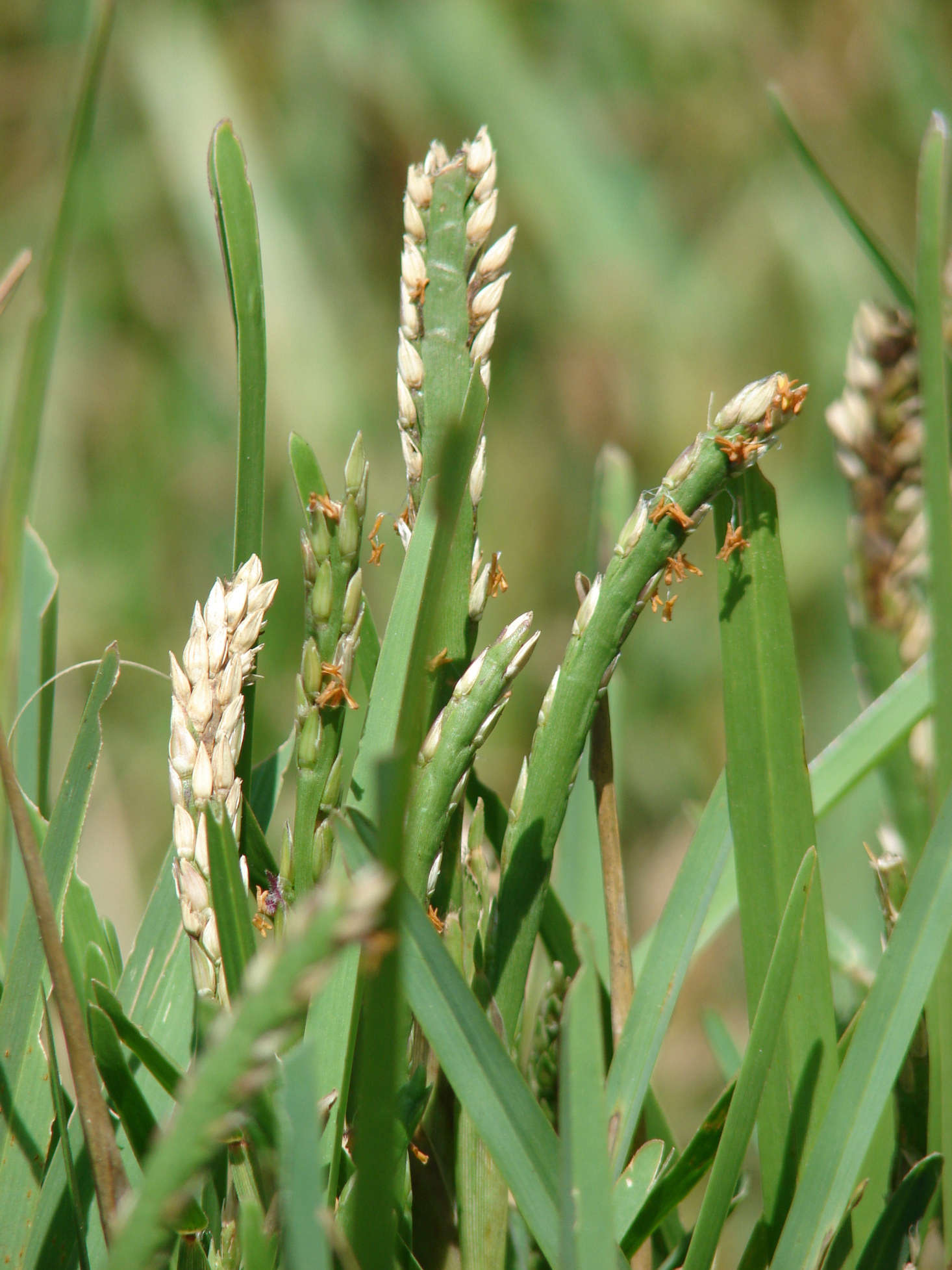 If it is not mowed, St. Augustine grass will grow to a height of data-src=