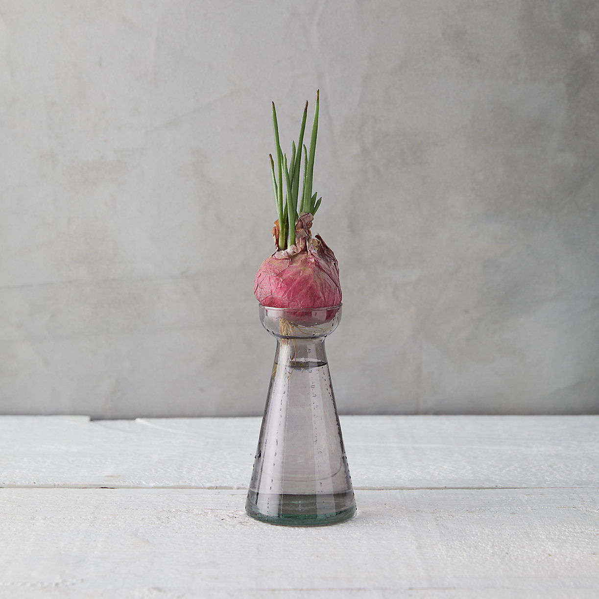 Irresistible Colored Glass Vases for Flowering Bulbs (for Under 20