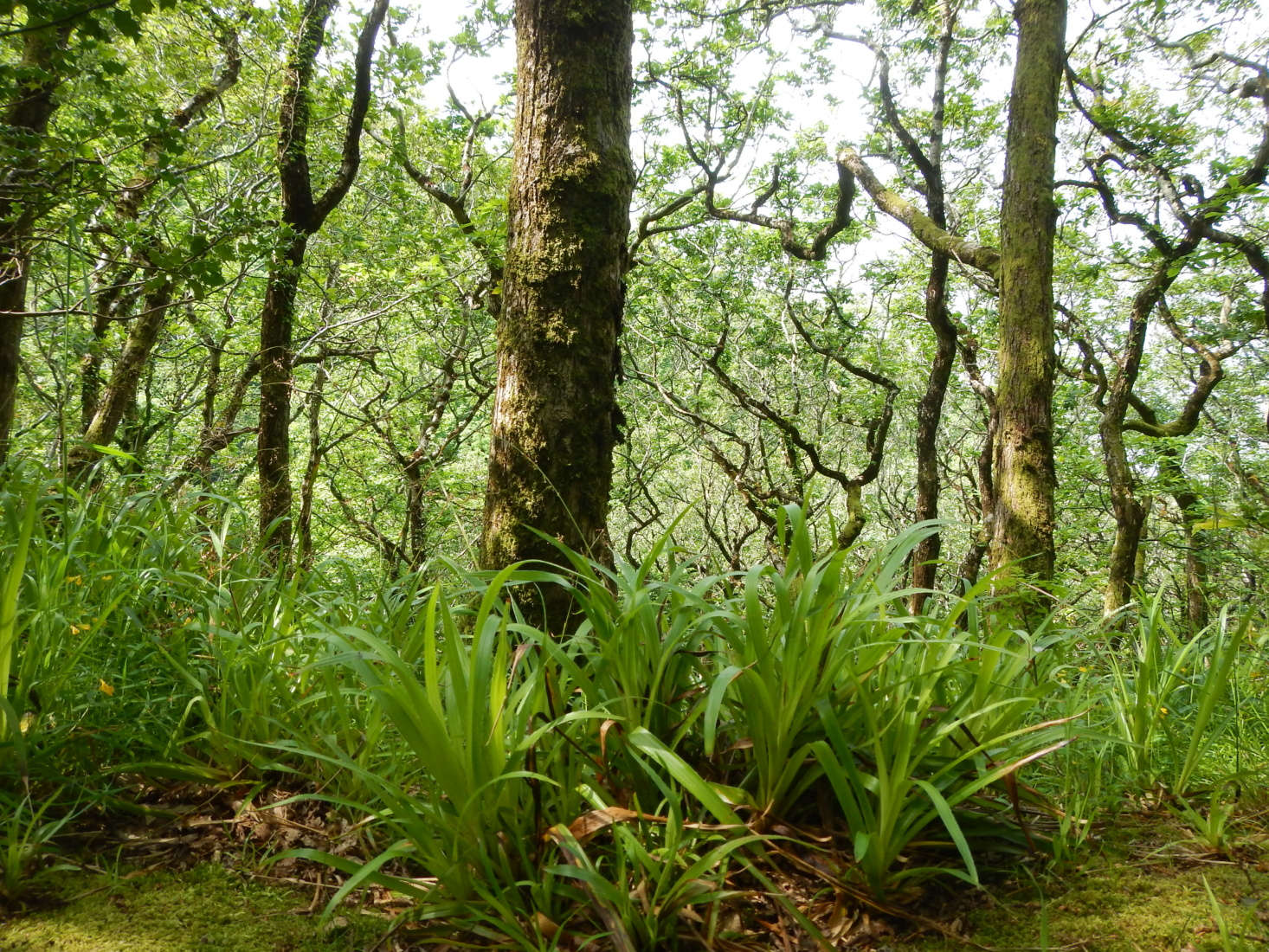 L. sylvatica grows at the base of oak trees in the UK. Photograph by Matt Lavin via Flickr.