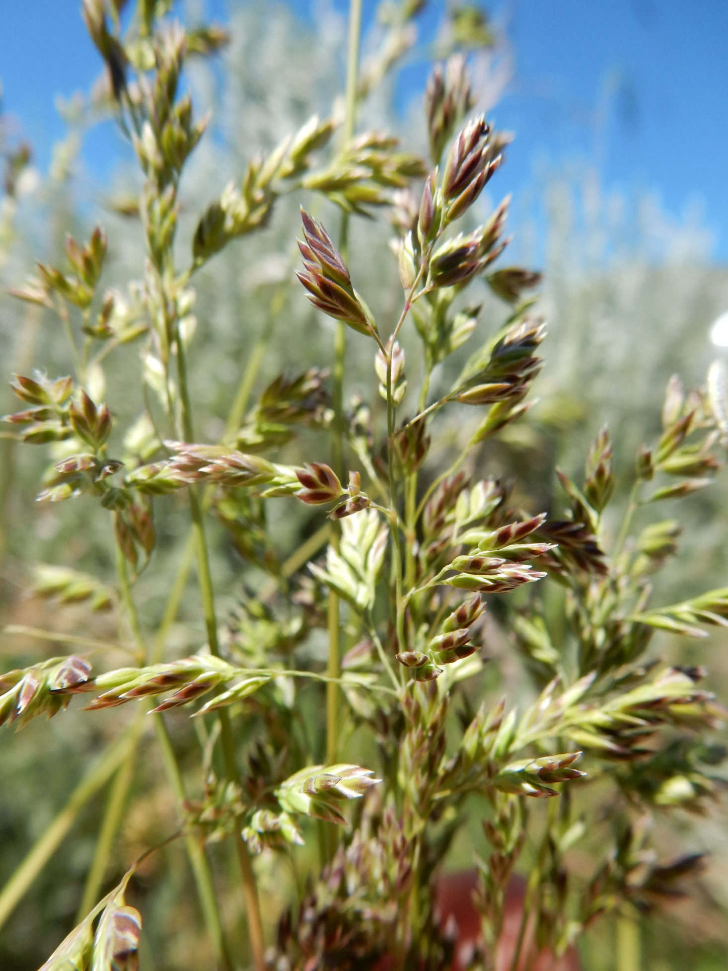 Kentucky bluegrass that hasn