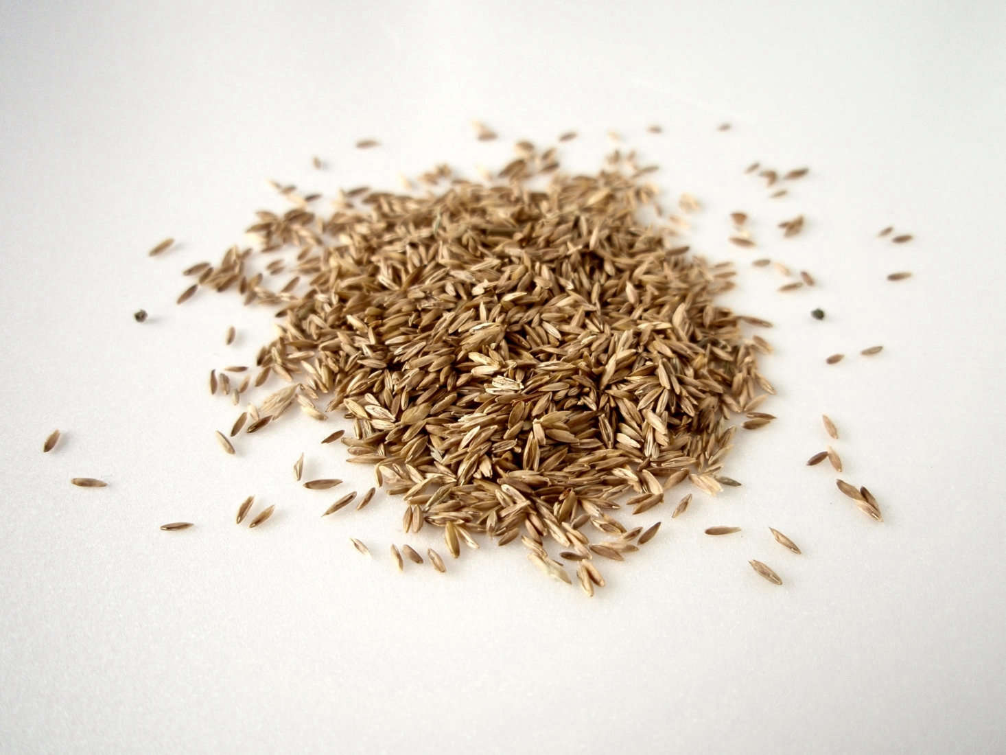 Kentucky bluegrass (Poa pratensis) seeds. Photograph by Batholith via Wikimedia.