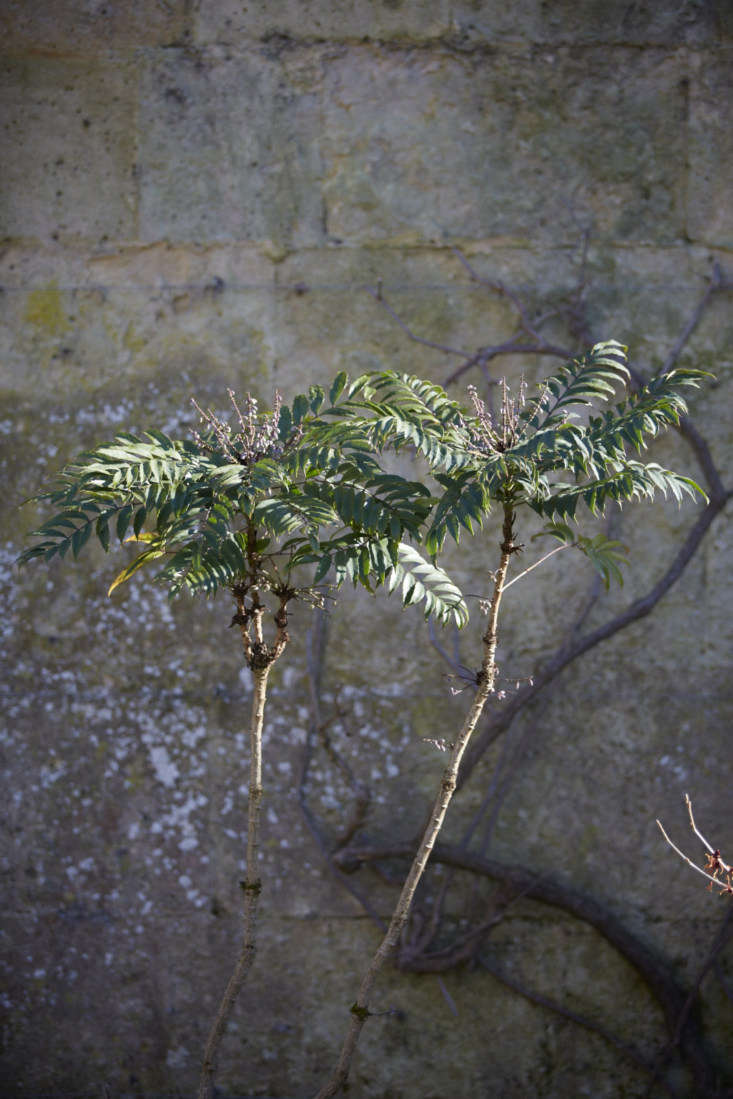 Mahonia confusa at Oxford Botanic Garden, hardy in USDA zones 6 to 9.