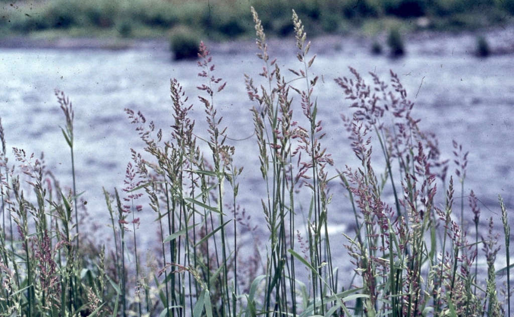 Gardening 101 Ribbon Grass Gardenista