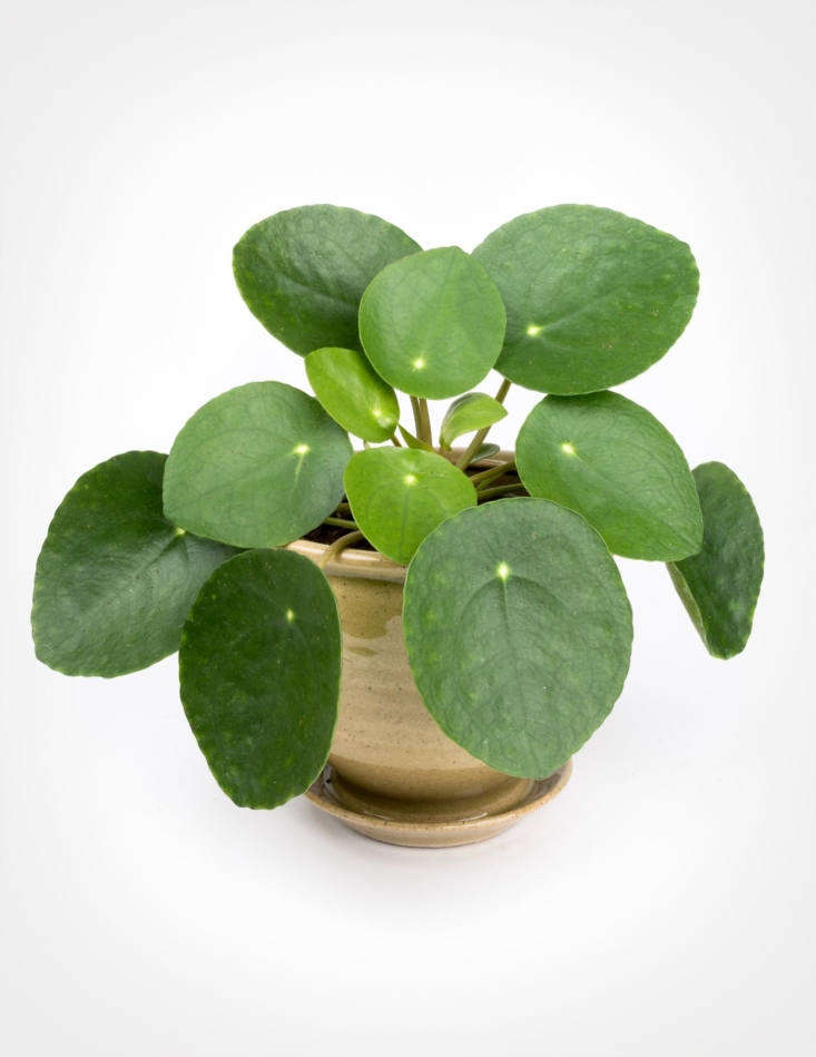 A Pilea Peperomioides in a 4-inch plastic nursery pot is \$\16 at Pistils Nursery.