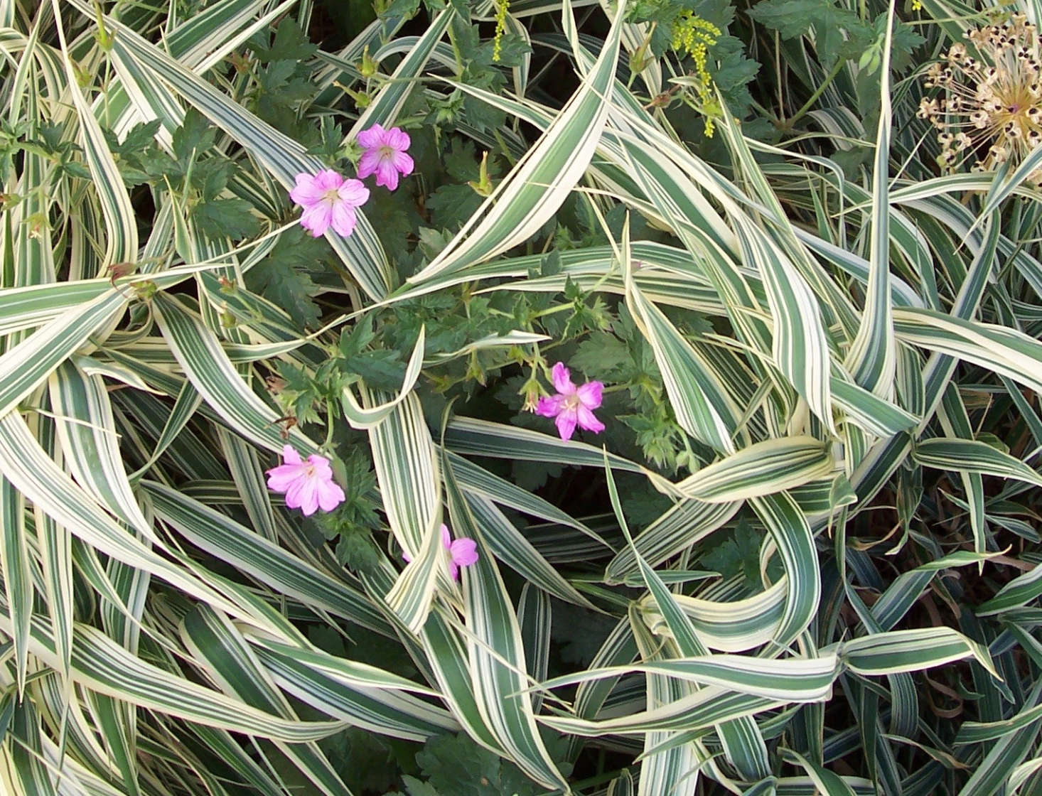 Ribbon grass mingles with a flowering geranium in a garden bed. Photograph by Patrick Standish via Flickr.