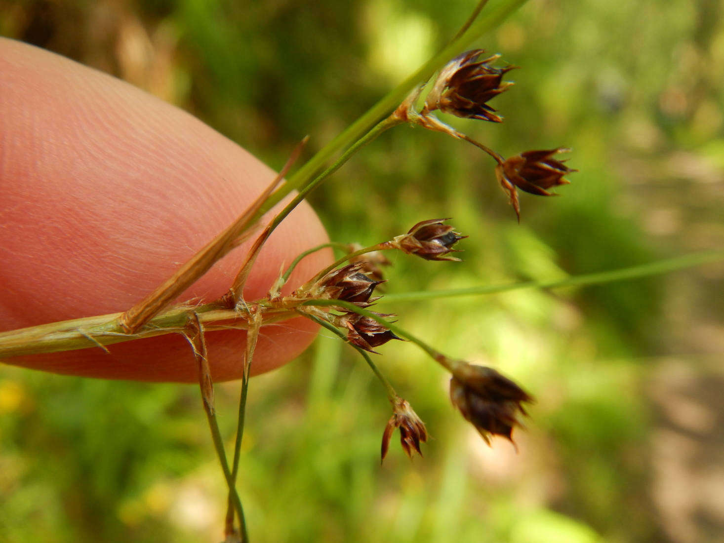 Wood rush. Photograph by Matt Lavin via Flickr.