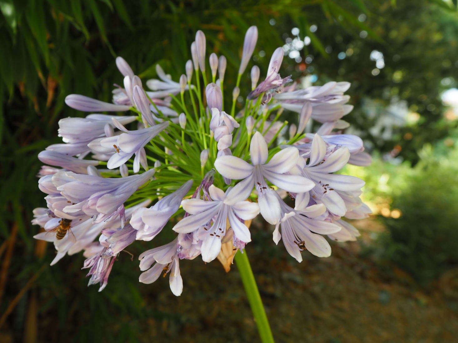 Gardening 101 Agapanthus Gardenista