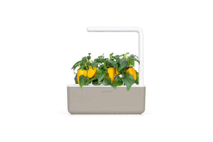 Click & Grow is a system that comes with pre-seeded cartridges that grow via &#8\2\20;smart soil&#8\2\2\1; (a nano-tech growth medium that accelerates plant growth) and an LED grow light. The system can be customized with vegetables such as the Garden Yellow Sweet Pepper Plant Pods seen here. Visit Click & Grow for more information. See the Click & Grow herb garden option in our post \10 Easy Pieces: High Tech Herb Growing Kits.