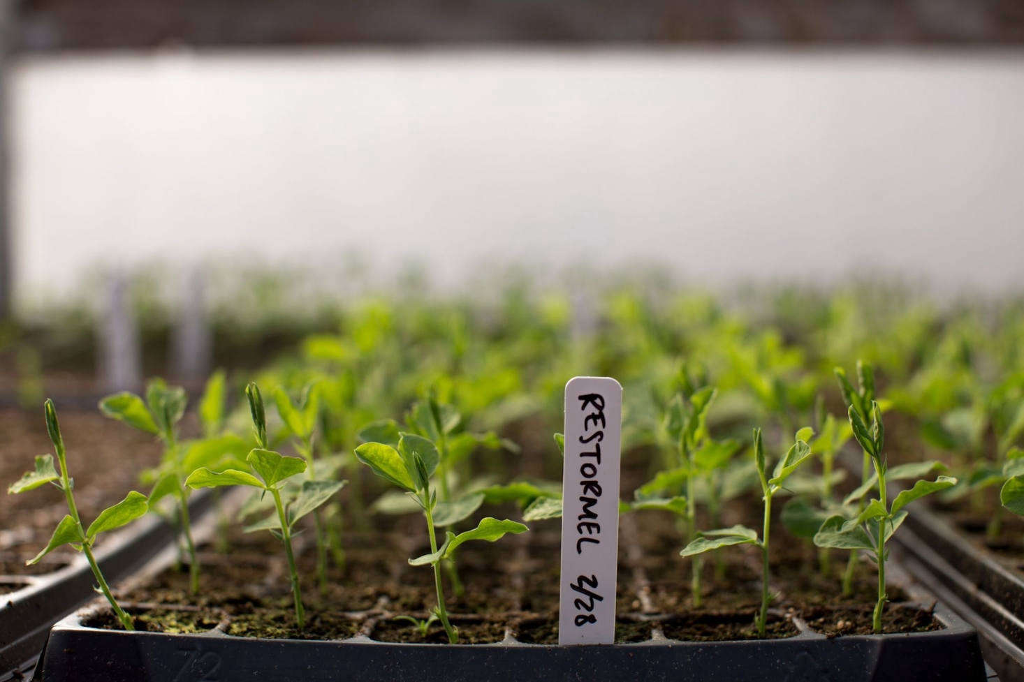 A flat of sweet pea seedlings at Floret. Photograph by Chris Benzakein, courtesy of Floret.