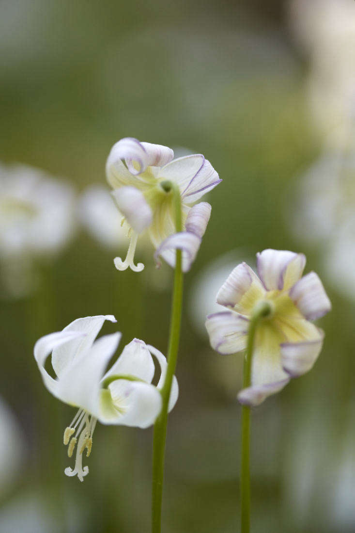 Erythronium californicum &#8\2\16;White Beauty&#8\2\17; at RHS Wisley.