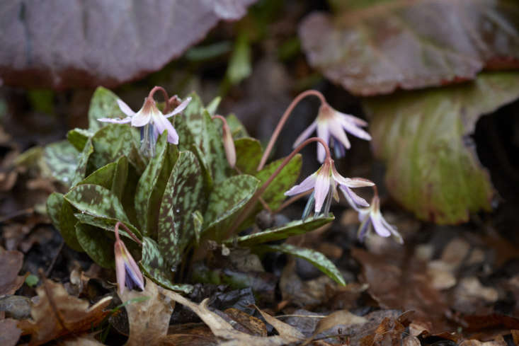 Simple Erythronium dens-canis in leaf litter at Beth Chatto Gardens.