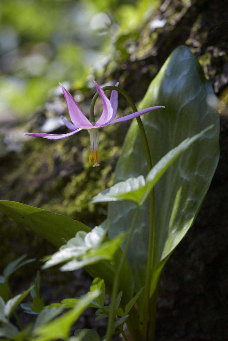 Erythronium revolutum.