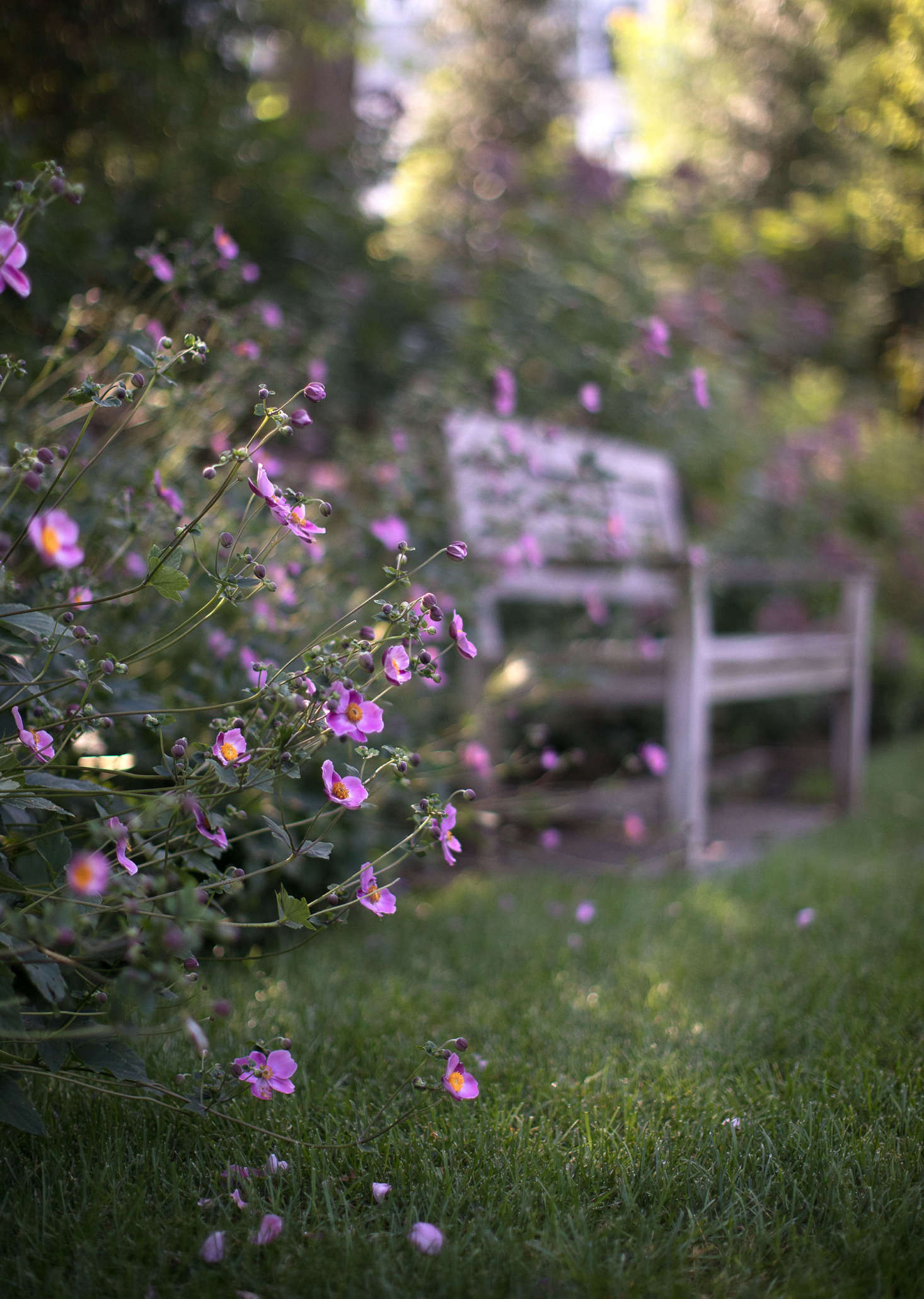 A minimalist palette, punctuated but a few bursts of color such as these fall anemones, also unifies the yard and save it from becoming to visually 
