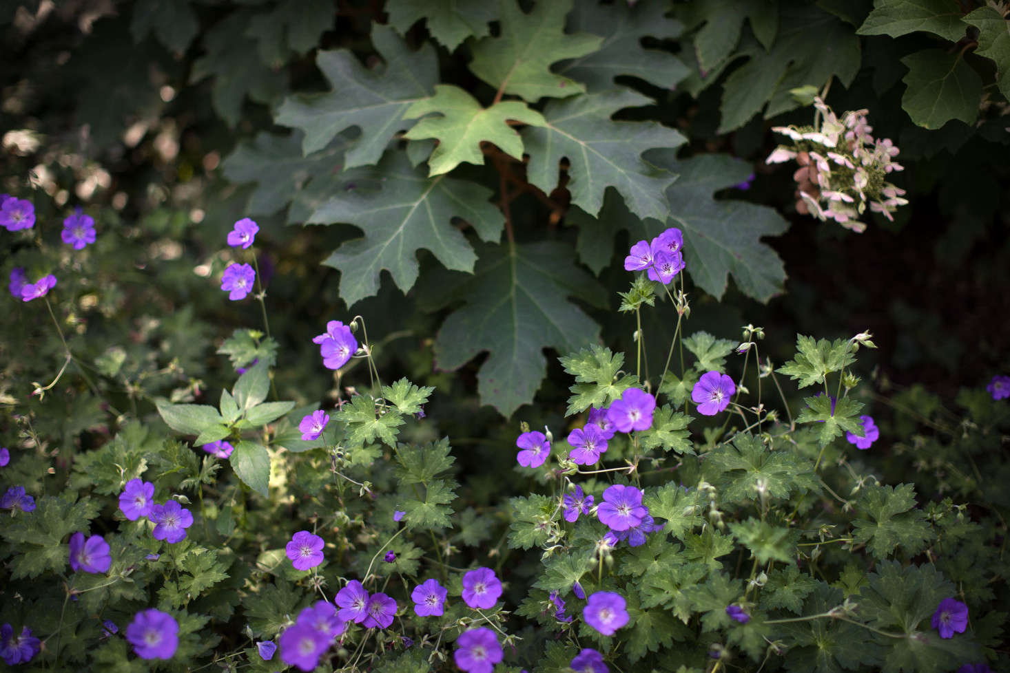 Perennial flowers and shrubs such as these cranesbill geraniums and oak-leaf hydrangea provide a textured transitional border between the lawn and woodlands.