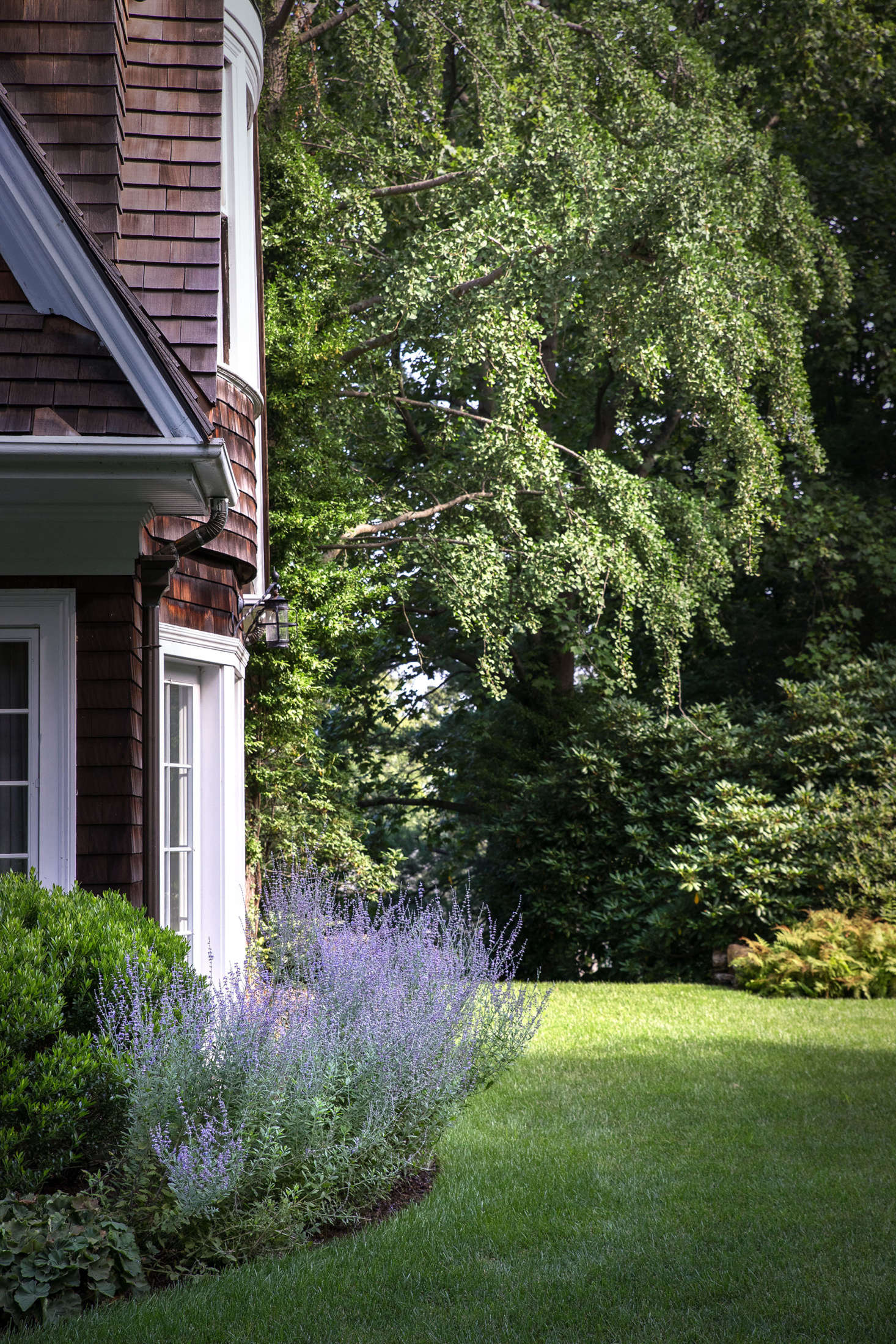 Russian sage grows in a bed that leads around the corner of the house towards the front of the property.