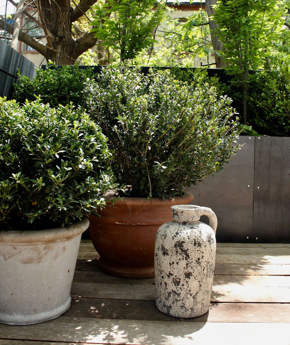 Boxwood 