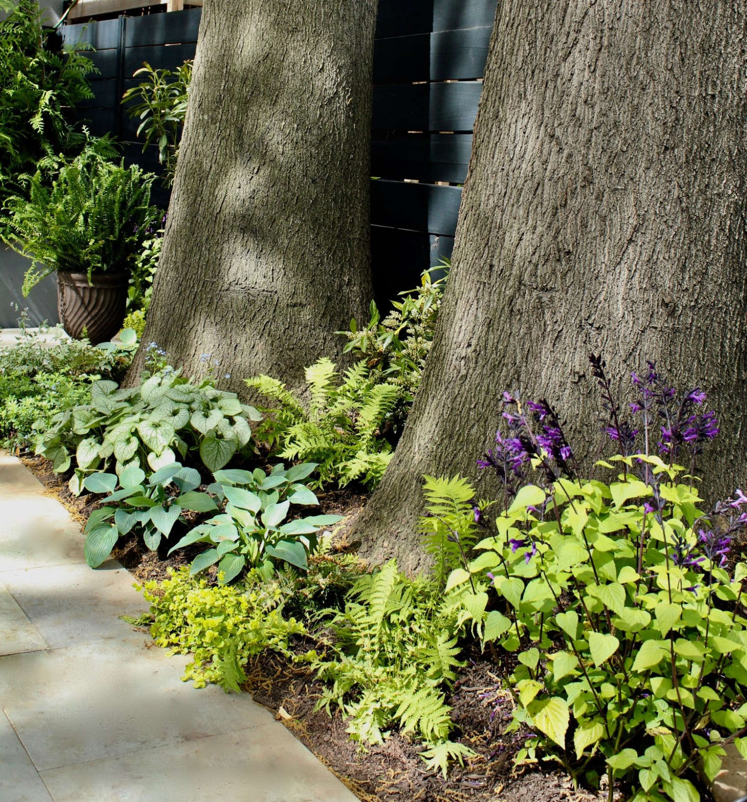 Hosta, Japanese tassel fern, and Aurea 