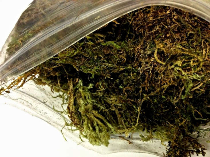 A \1-gallon bag of Sphagnum Moss is \$\10 from Sassparilla Home via Etsy.