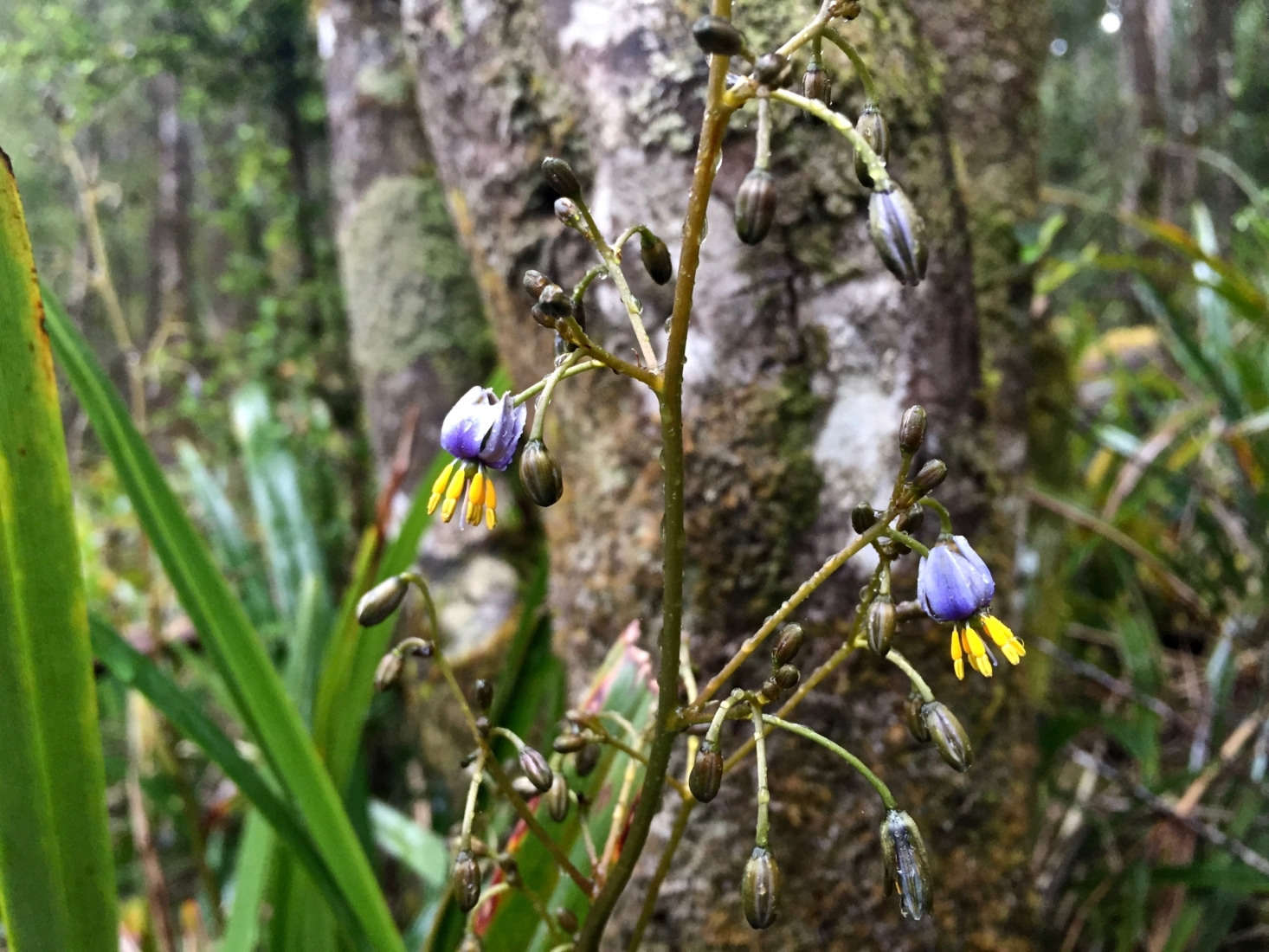Flax lily in flower. Photograph by Cowirrie via Flickr.