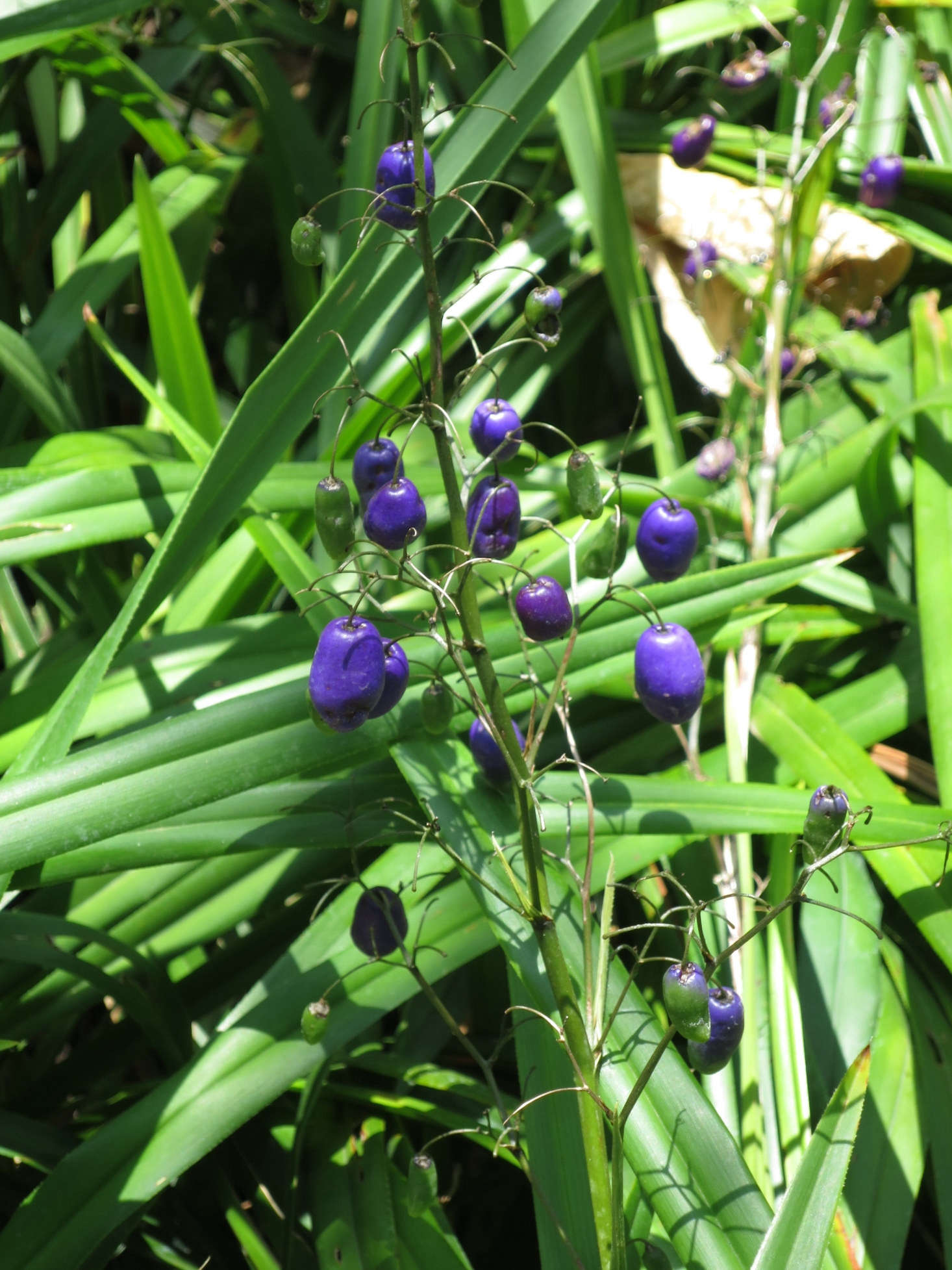 After flowers fade, flax lily produces berries. Photograph by Wmpearl via Wikimedia.