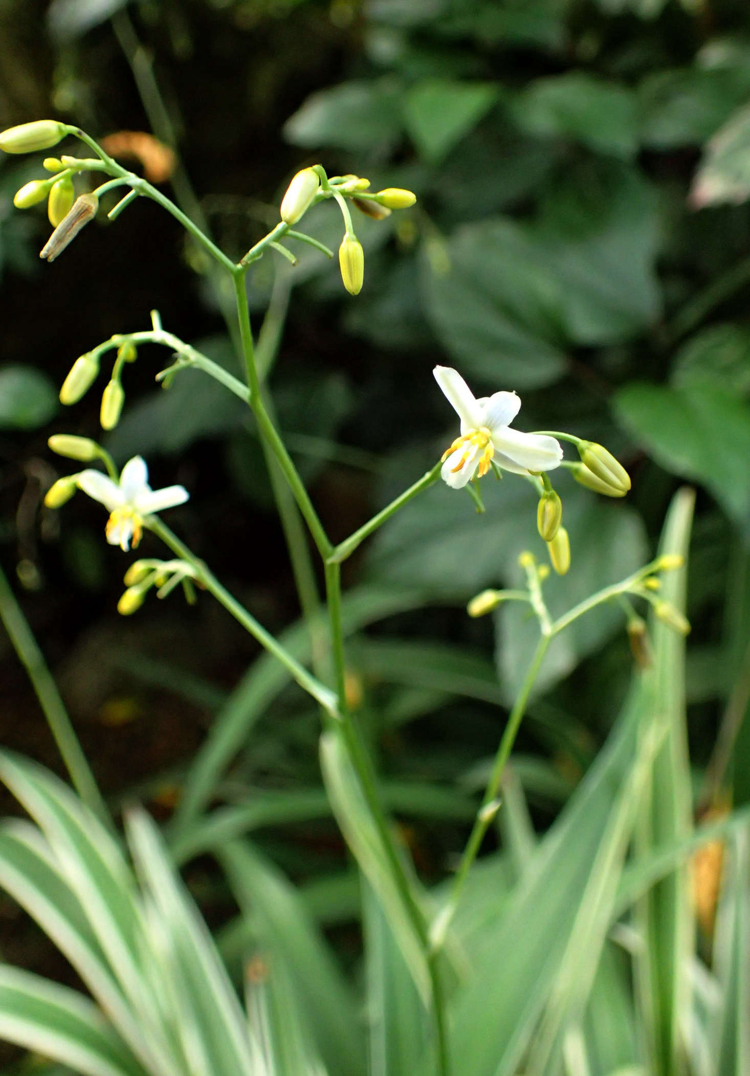 Dianella tasmanica 