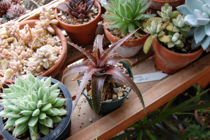 Seen from above, Dyckia &#8\2\16;Red Devil&#8\2\17;. Photograph by Salchuiwt via Flickr.