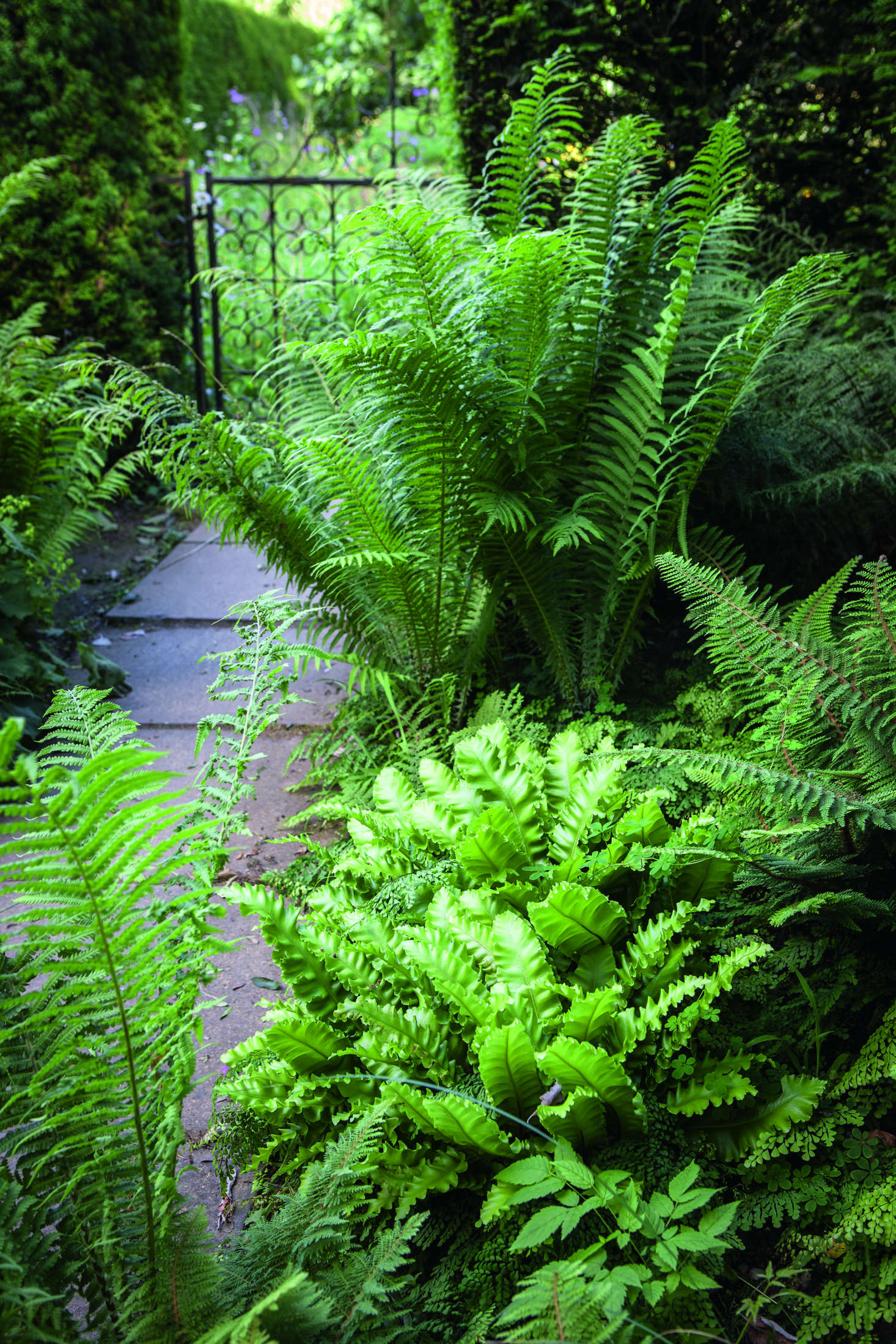 Beyond the rose garden, a shady area was the perfect location for Diany to plant a fern border using five varieties including maidenhair fern, evergreen hart’s tongue fern, and the Japanese painted lady fern, which are interspersed with grasses including Molinia, Calamagrostis, and Miscanthus and, pictured, shuttlecock ferns. A gate leads to a small wildflower garden with the orchard beyond.