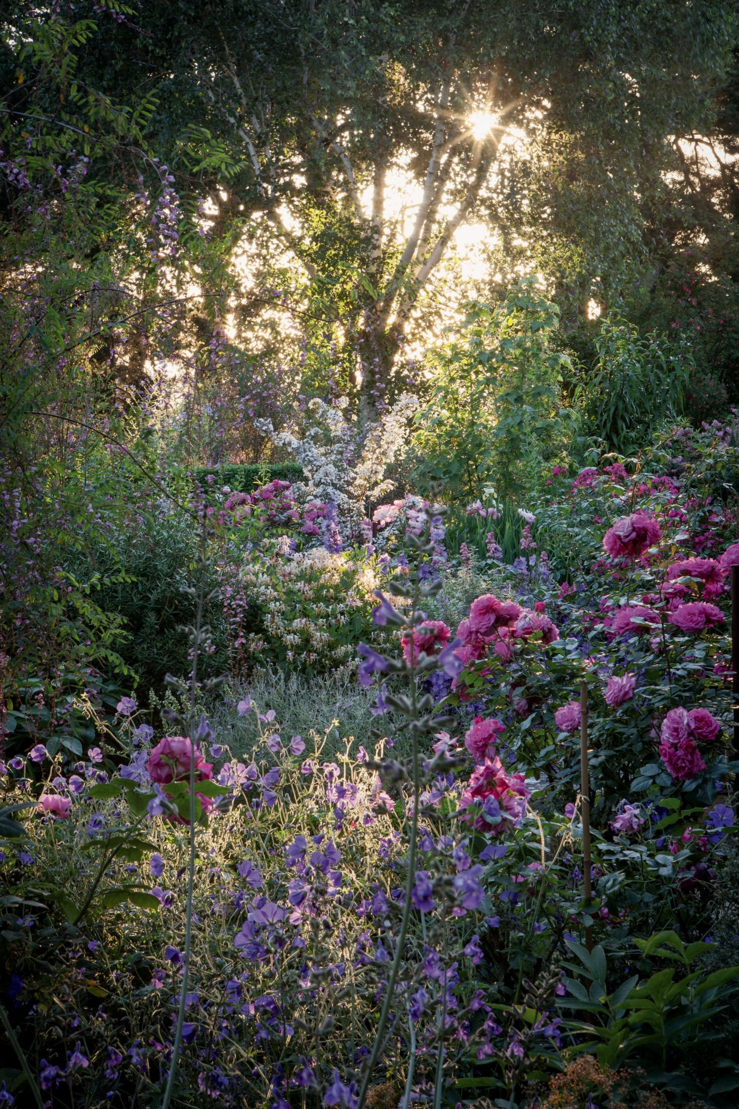Pictured is the pink Rosa ‘Rita’, Salvia candelabrum, Geranium robustum, and one of the garden’s signature shrubs: Deutzia setchuenensis var. corymbiflora, introduced to the garden by Diany.