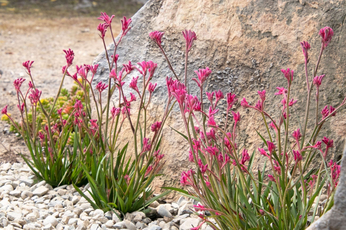 Vendor 9EzTropical, based in Rosemead, CA, offers quite a few different varieties of Anigozanthos Kanga on Etsy. A data-src=