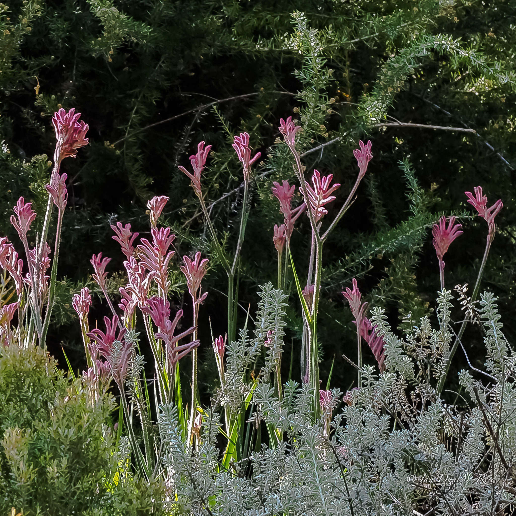 Gardening 101 Kangaroo Paw Gardenista