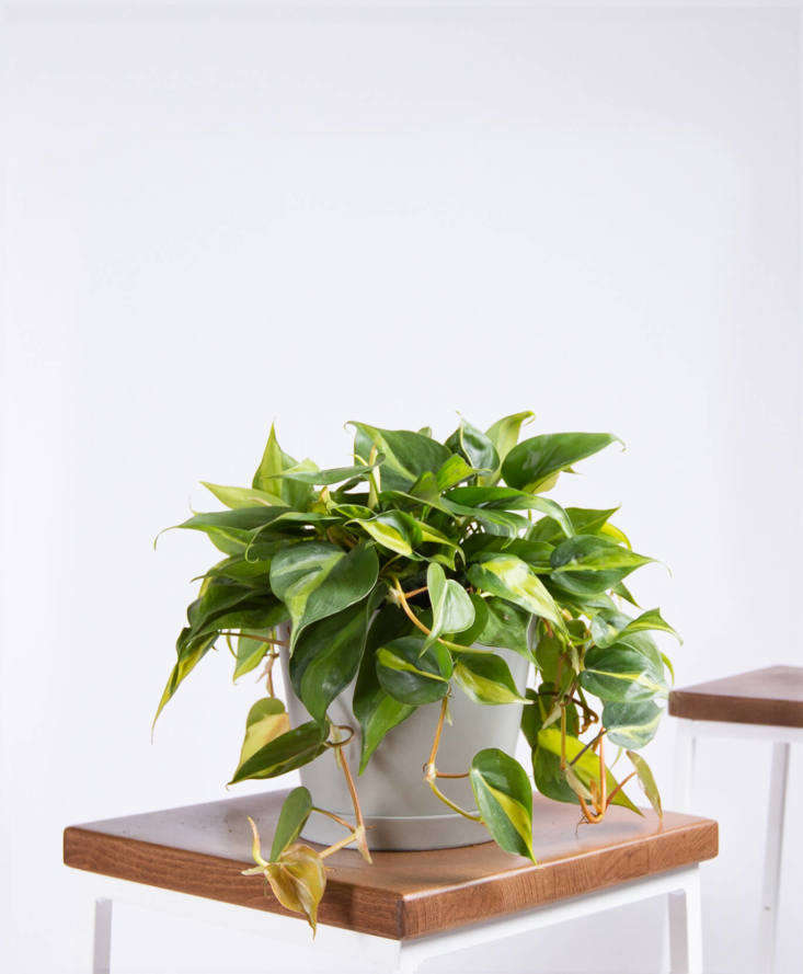 Philodendron Brasil &#8\2\20;is a fast-growing, easy, vining plan,&#8\2\2\1; according to Bloomscape, where it&#8\2\17;s sold for \$65.